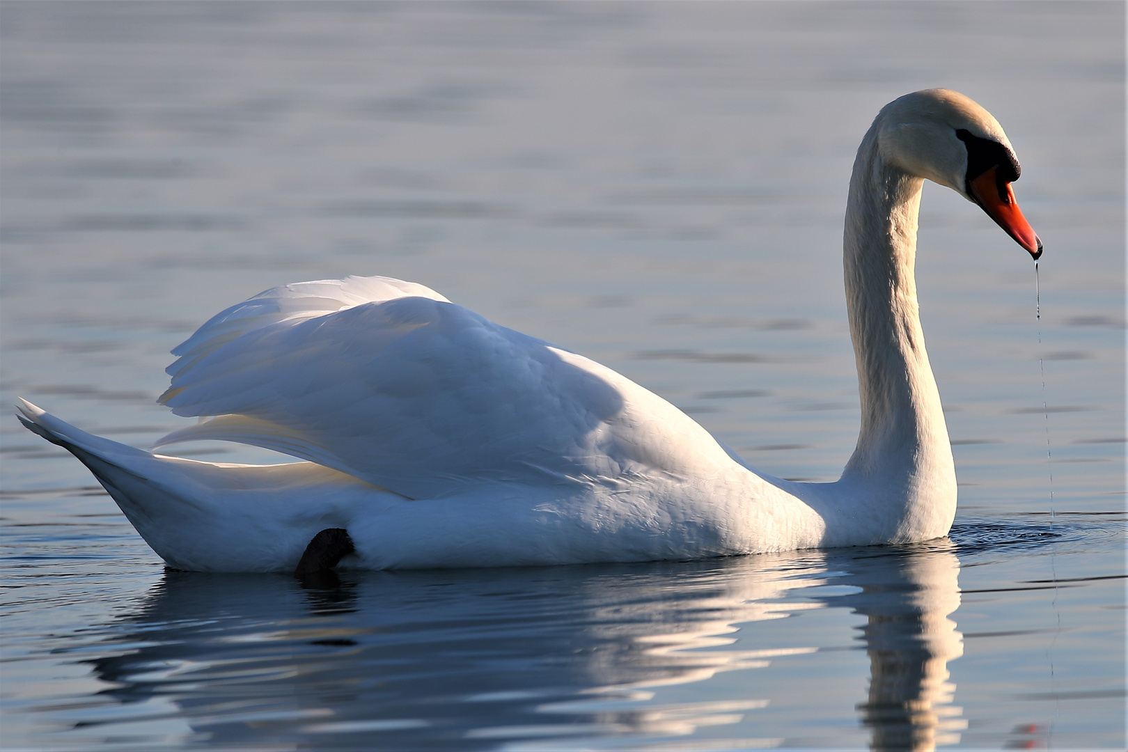 Schwan am See