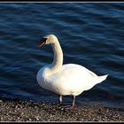 Schwan am See