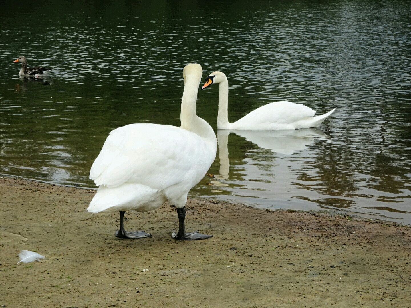 Schwan am See 