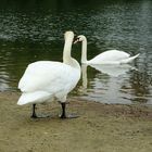 Schwan am See 