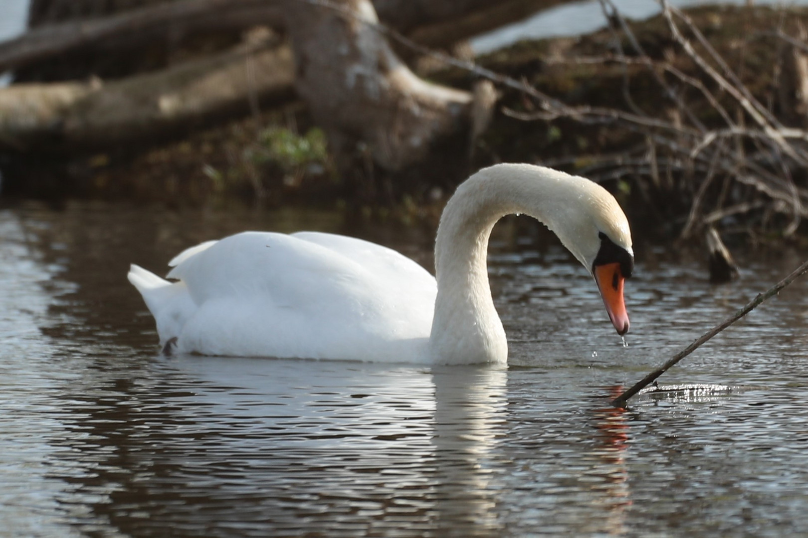 Schwan am See