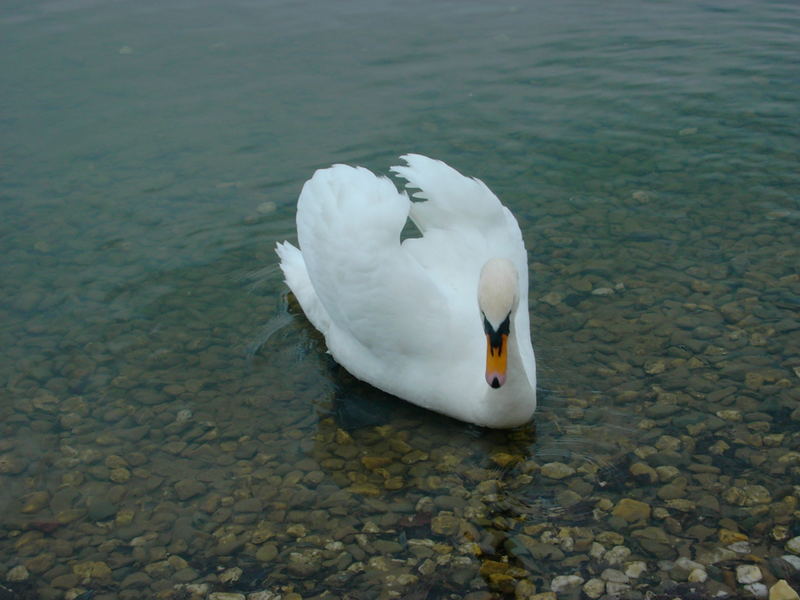 Schwan am See