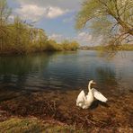 Schwan am Seeufer