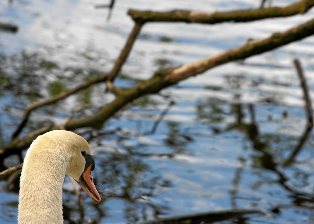 Schwan am Sorpesee