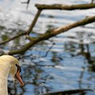 Schwan am Sorpesee