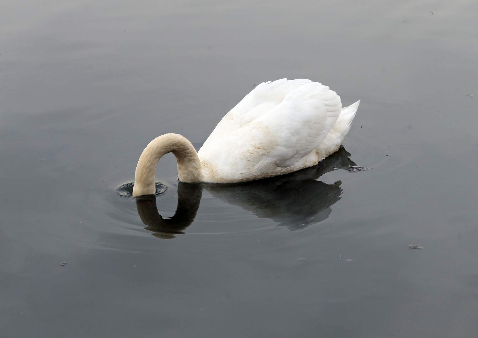 Schwan am Spiegeltag .......