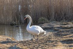 Schwan am 'Strand'