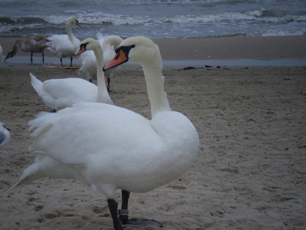 Schwan am Strand