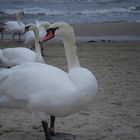 Schwan am Strand