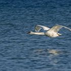 Schwan am Strand in Boltenhagen