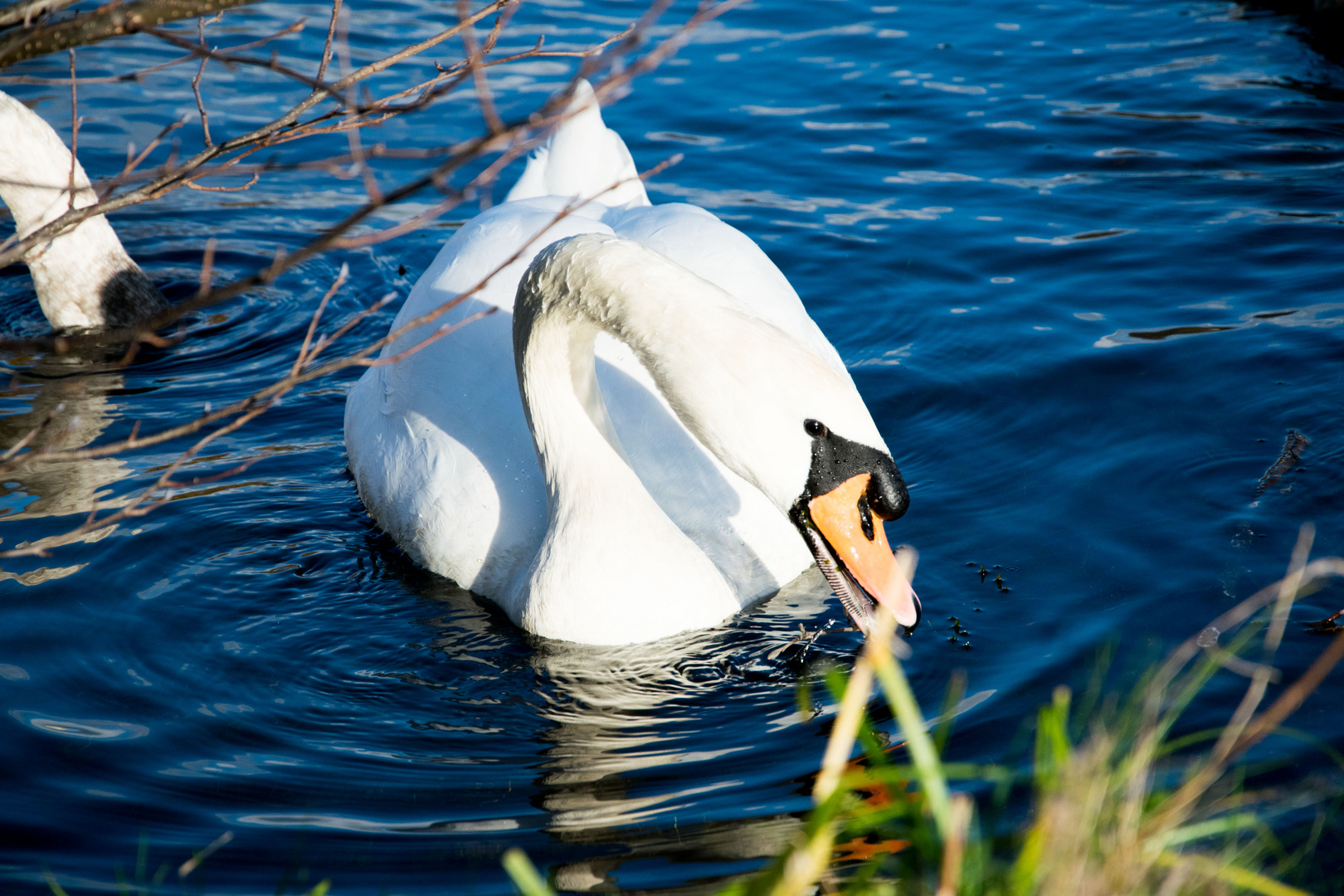 Schwan am Teich