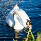 Schwan am Teich