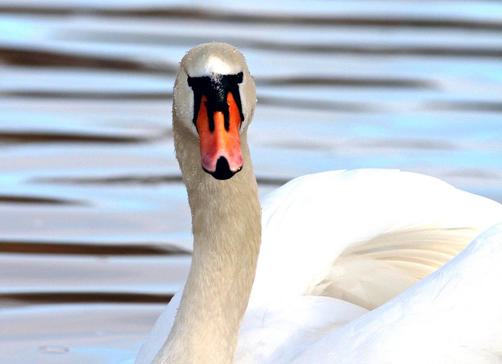 Schwan am Teltowkanal