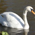 Schwan am Tollensesee