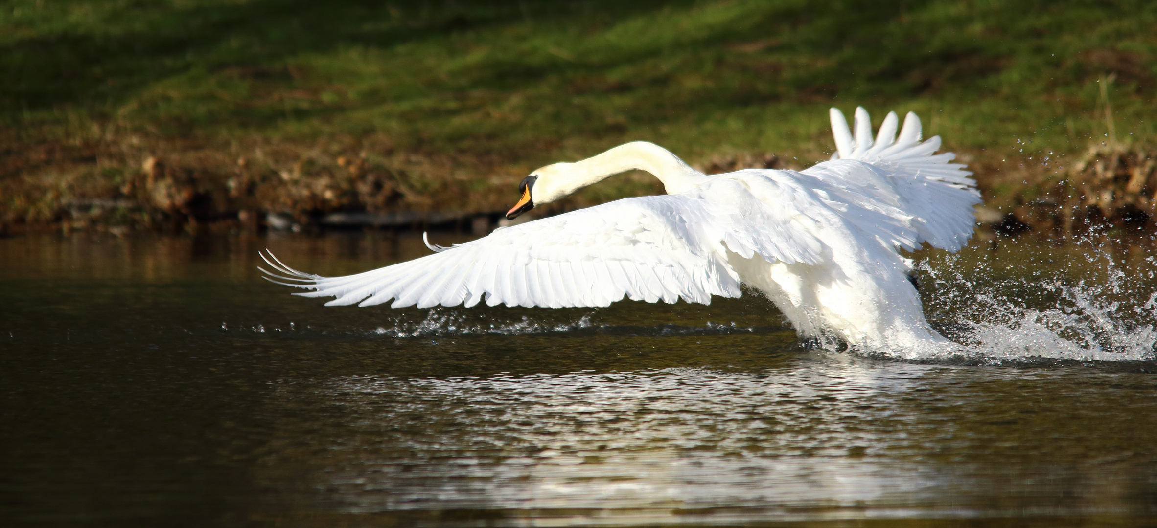 Schwan am vertreiben der Graugänse, die li.aus dem Bild, schon am flüchten ist.