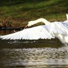 Schwan am vertreiben der Graugänse, die li.aus dem Bild, schon am flüchten ist.