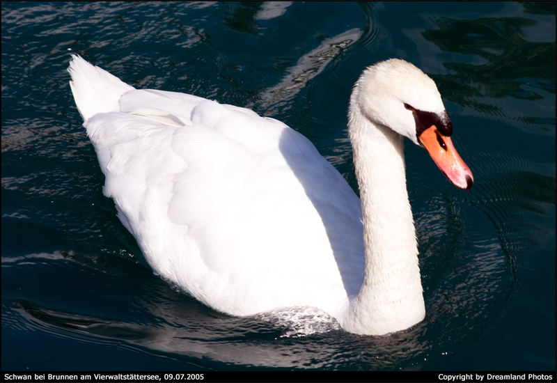 Schwan am Vierwaldstättersee