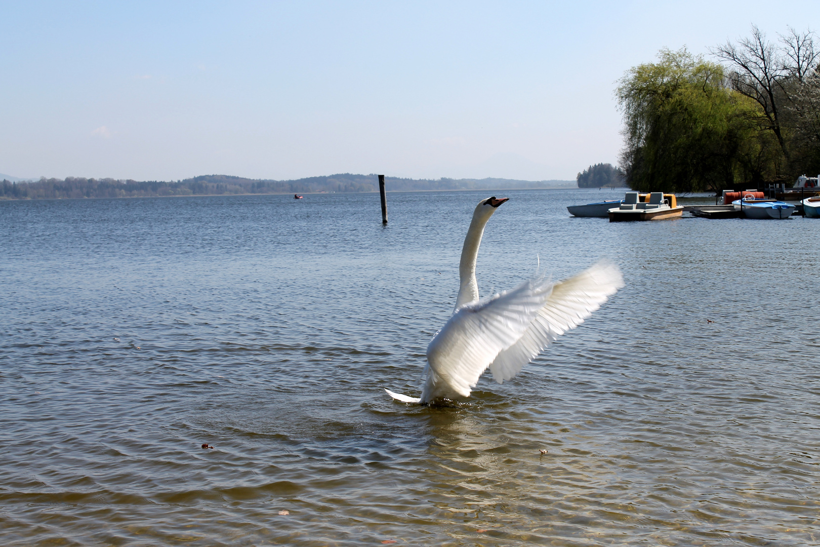 Schwan am Waginger See