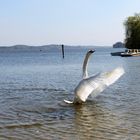 Schwan am Waginger See