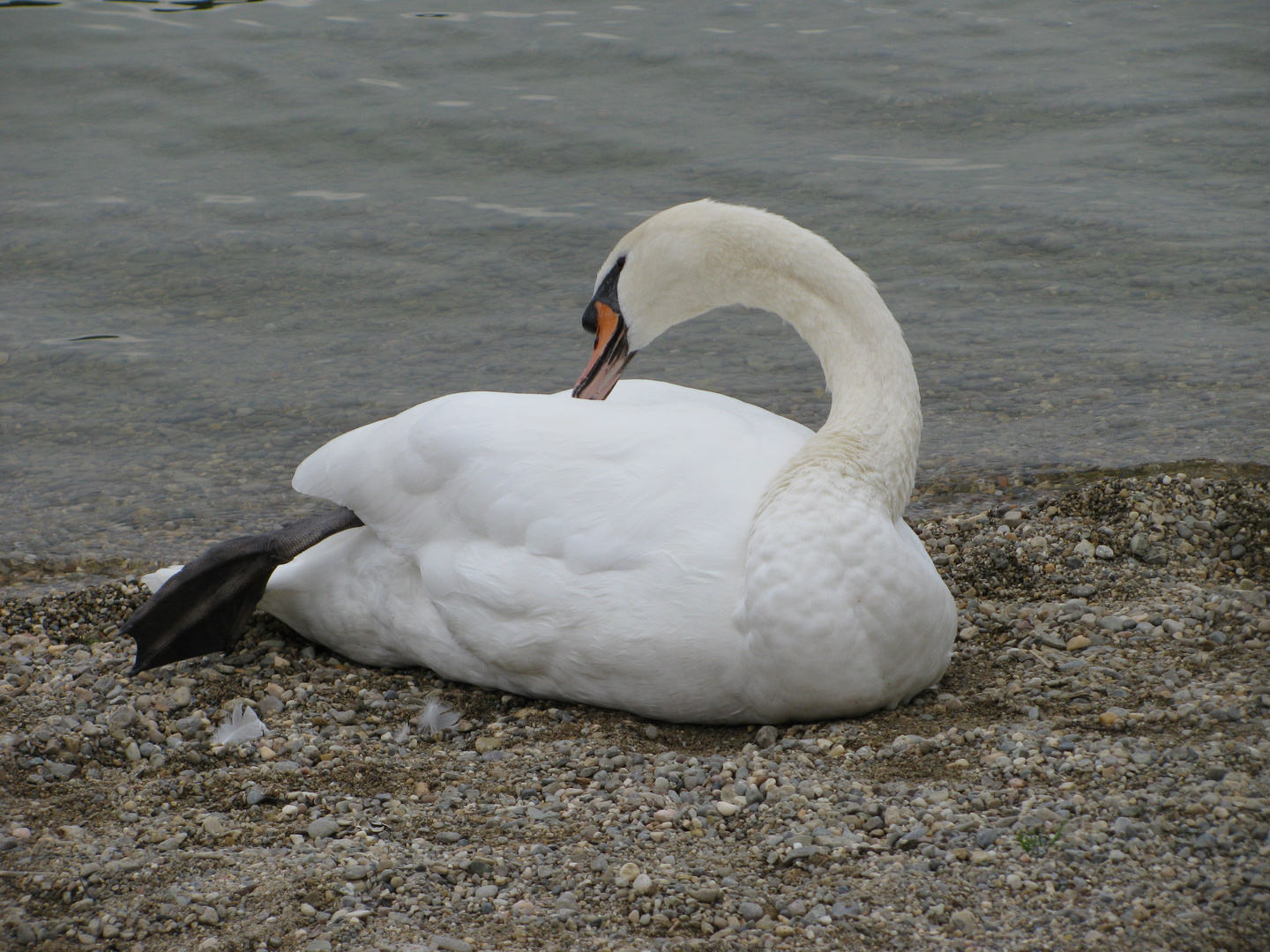 Schwan am Waginger See