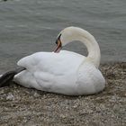 Schwan am Waginger See