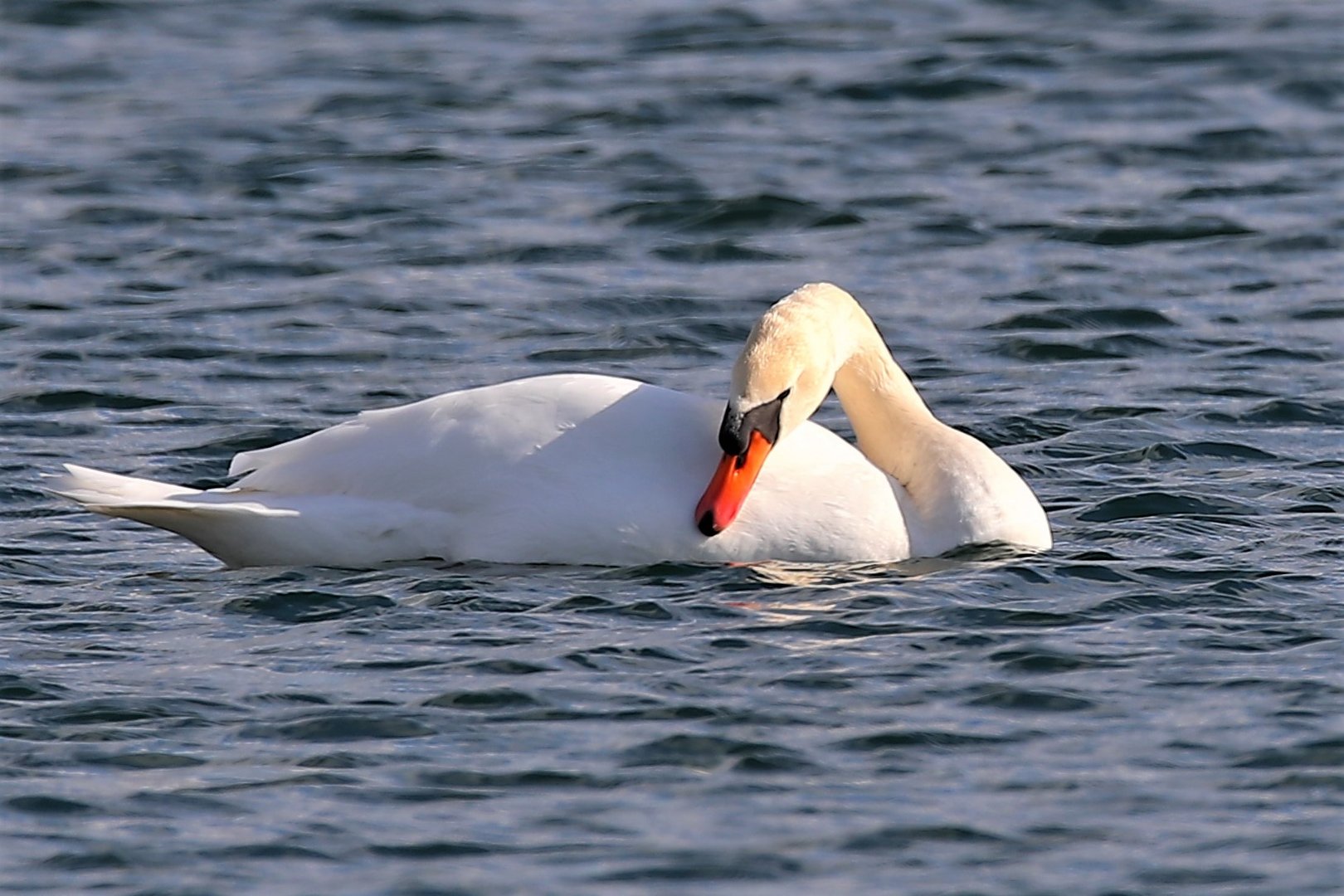 Schwan am Wasse