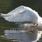 Schwan am Weiher