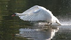 Schwan am Weiher