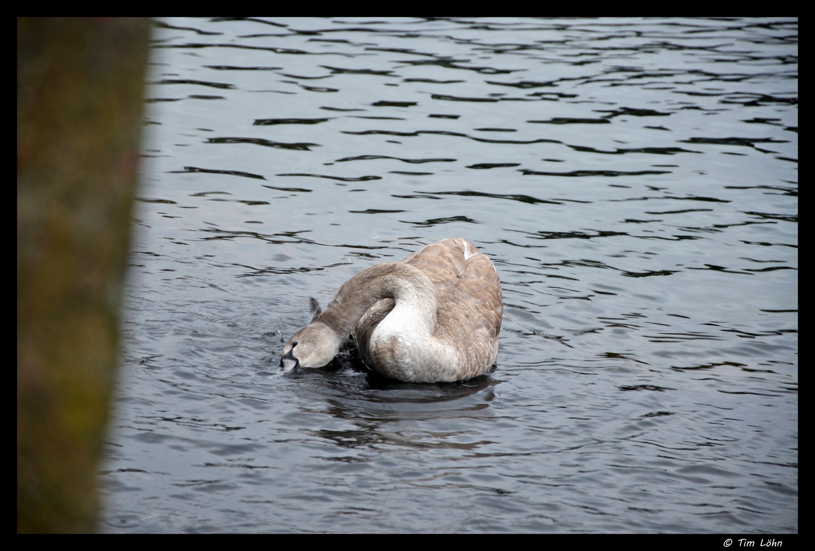 Schwan - Am Werbellinsee