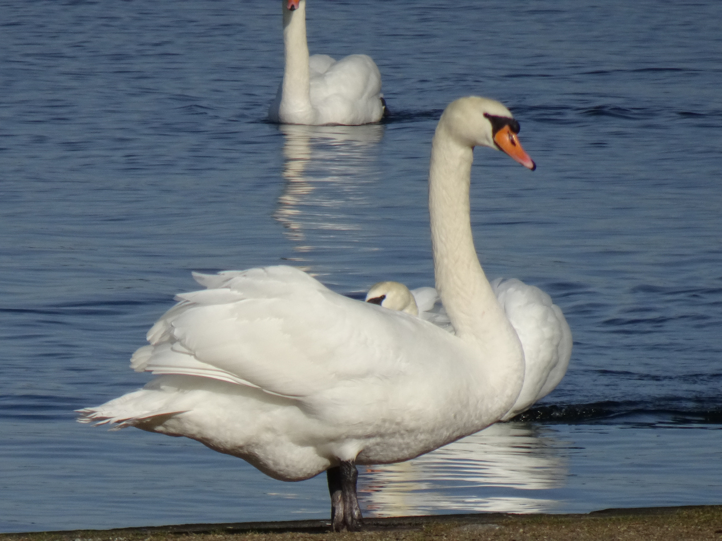 Schwan am Werbellinsee