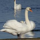 Schwan am Werbellinsee