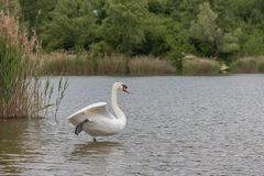 Schwan am Wienerbergteich 