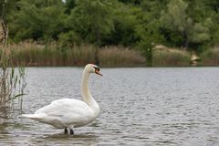 Schwan am Wienerbergteich 