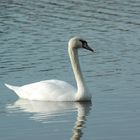 Schwan am Wiesensee