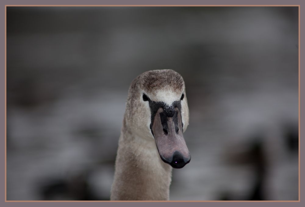 Schwan am Wintermorgen