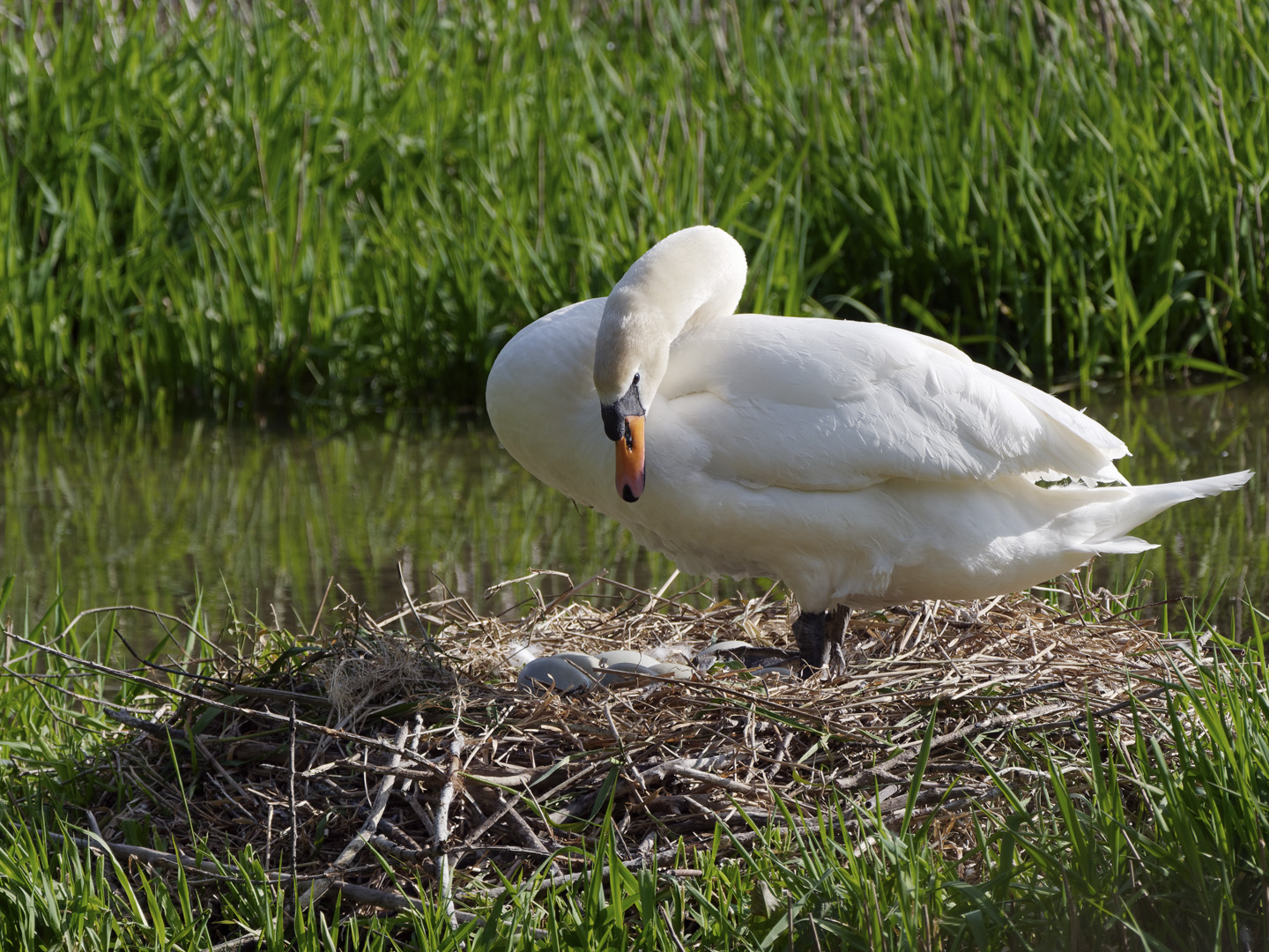 Schwan am Wulfbach