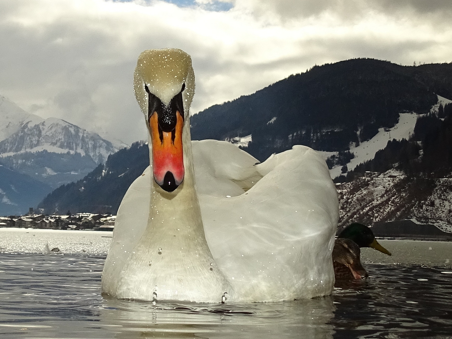 Schwan am Zeller See