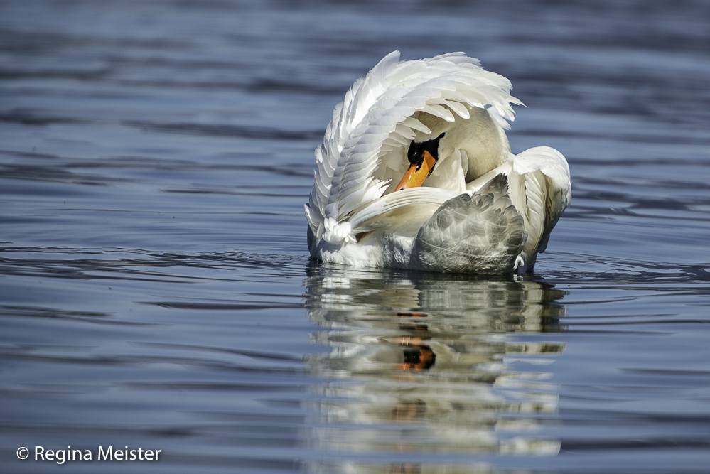 Schwan am Zürichsee