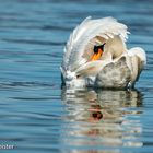 Schwan am Zürichsee