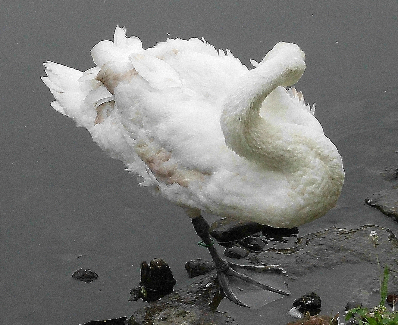 Schwan an der Alster