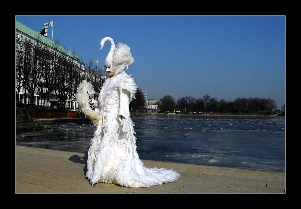 Schwan an der Alster