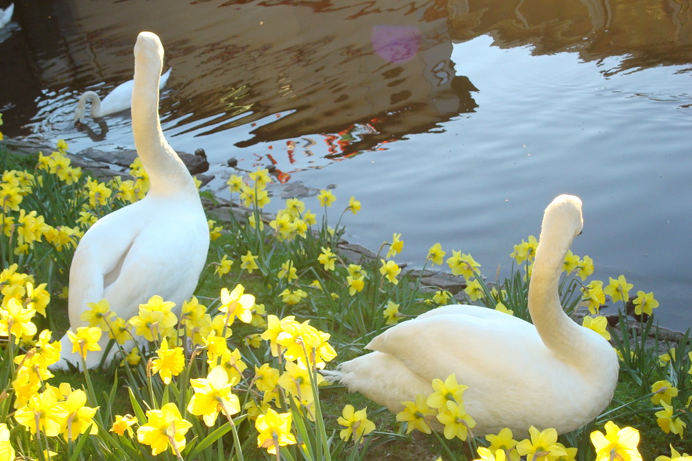 Schwan an der Binnenalster