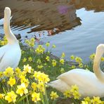 Schwan an der Binnenalster