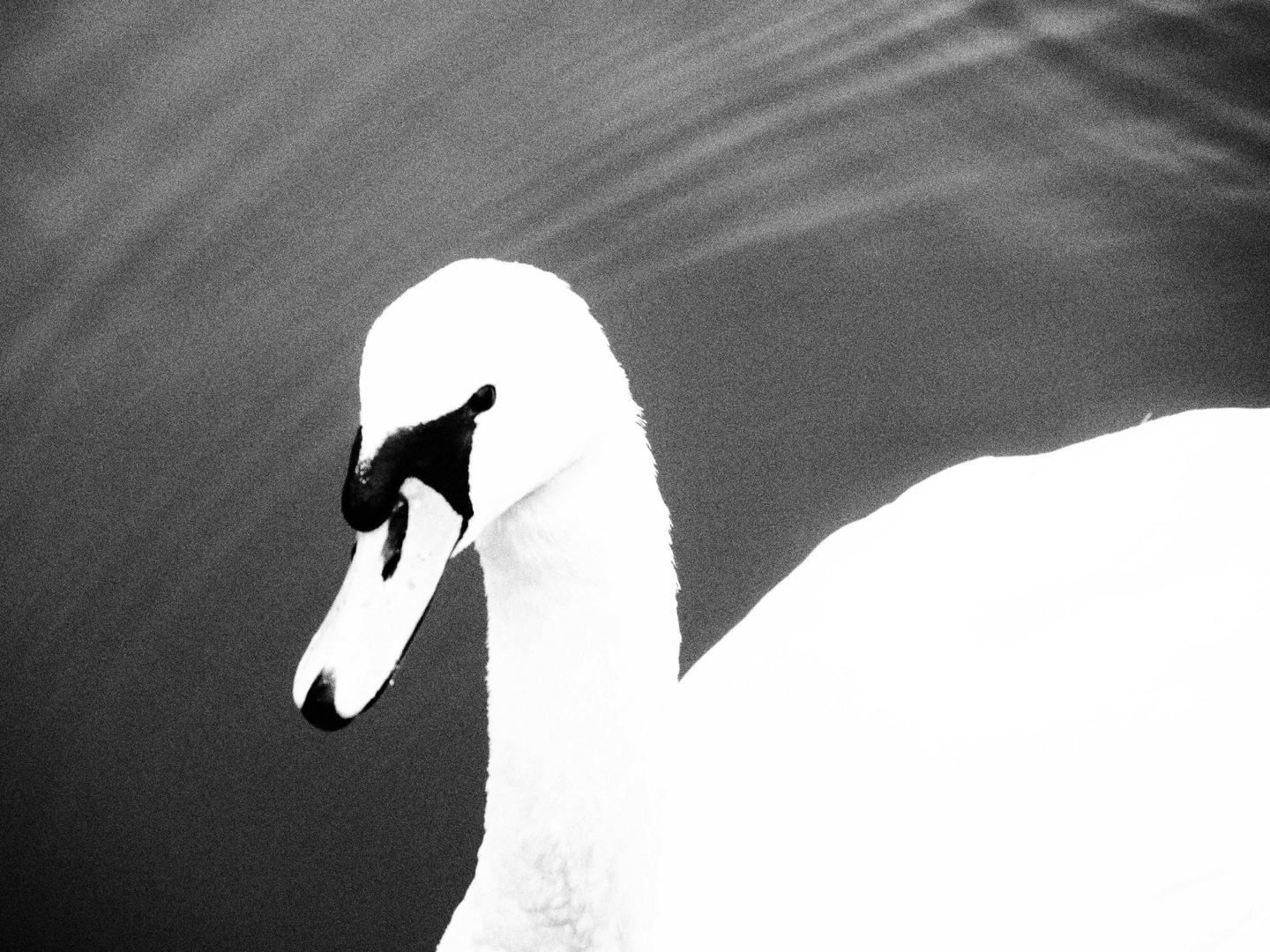 Schwan an der Binnenalster von Hamburg