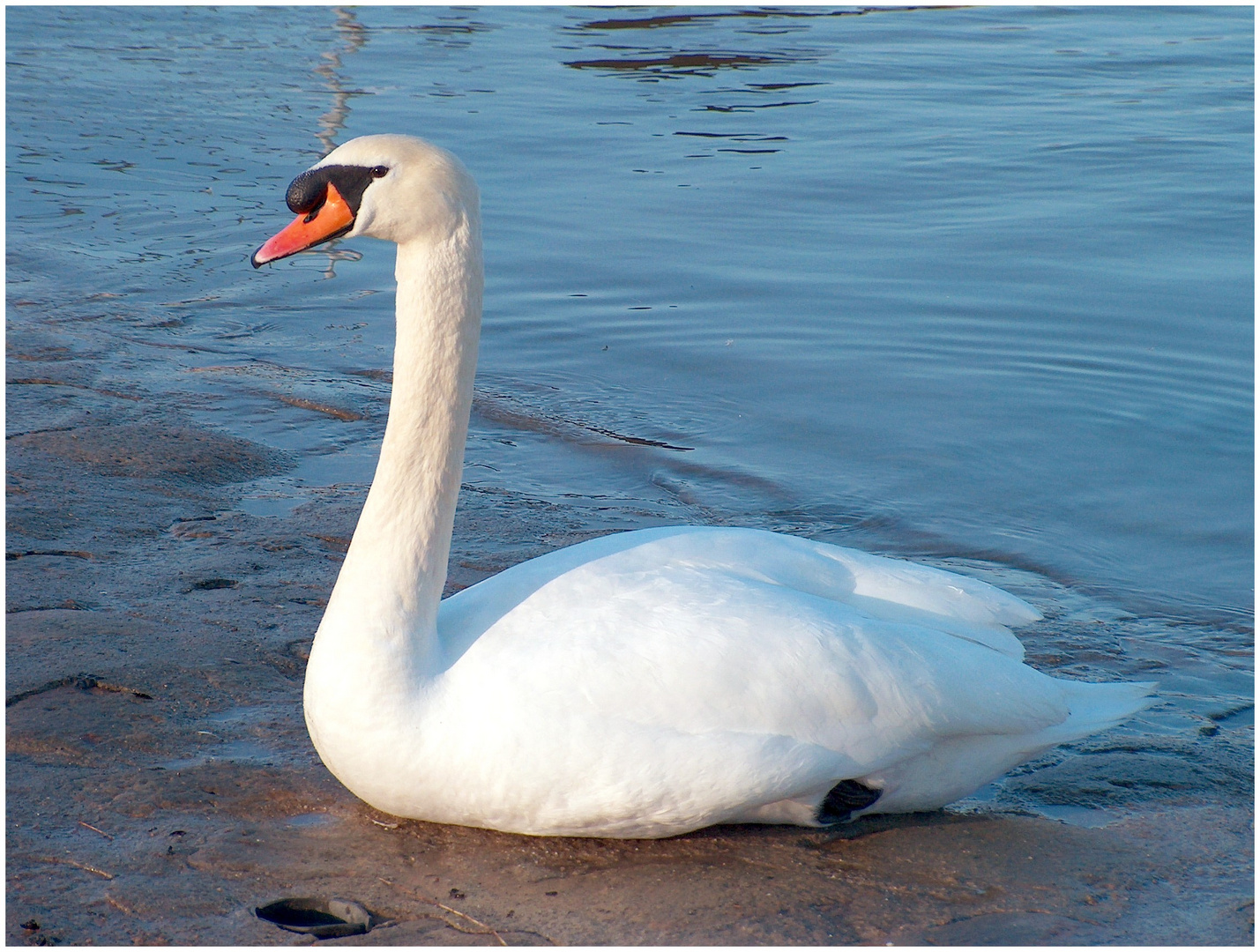 Schwan an der Elbe