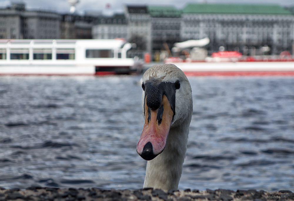 Schwan an der Hamburger Alster