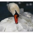 Schwan an der Isar beim Herbstputz