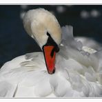 Schwan an der Isar beim Herbstputz