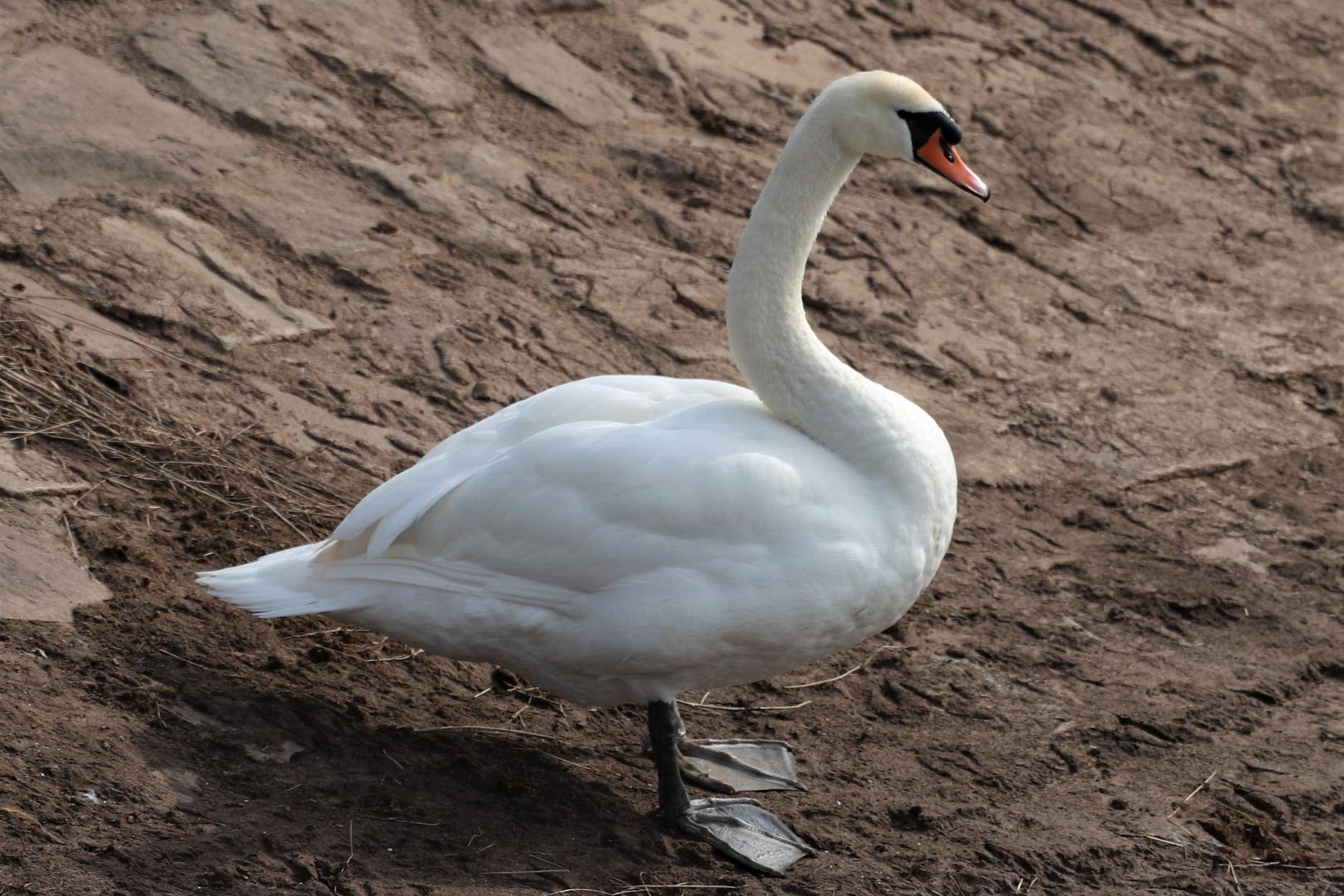 Schwan an der Leine