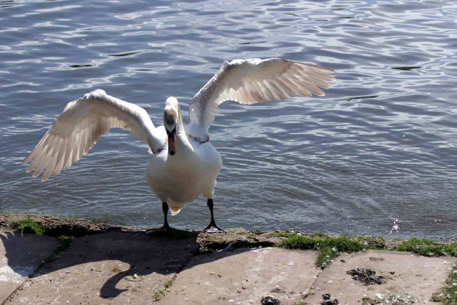 Schwan an der Mosel